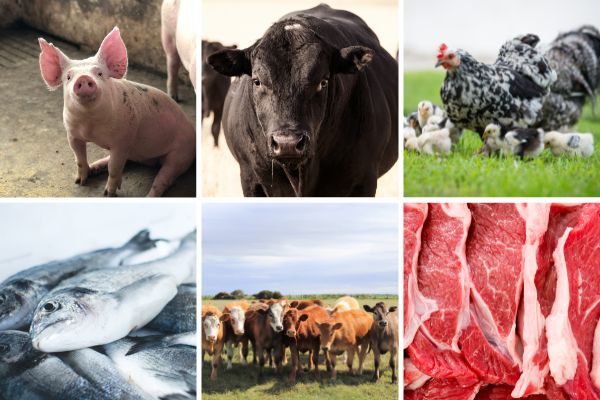Pictures of a pig, cow, chicken, fish, herd of cows and meat
